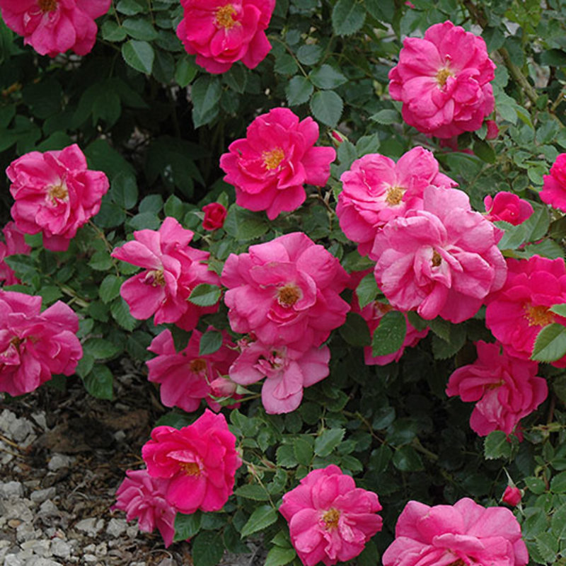Rose Felix Leclerc