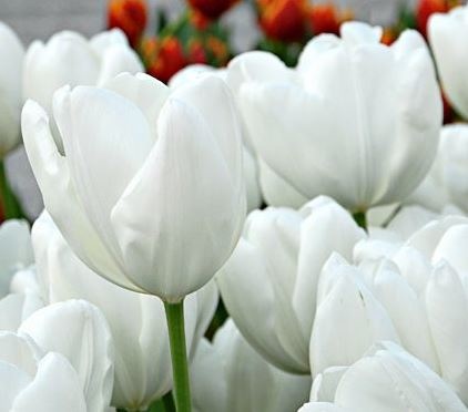 Tulip Hakuun
