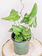 Heart Fern 4"