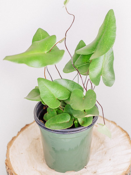 Heart Fern 4"