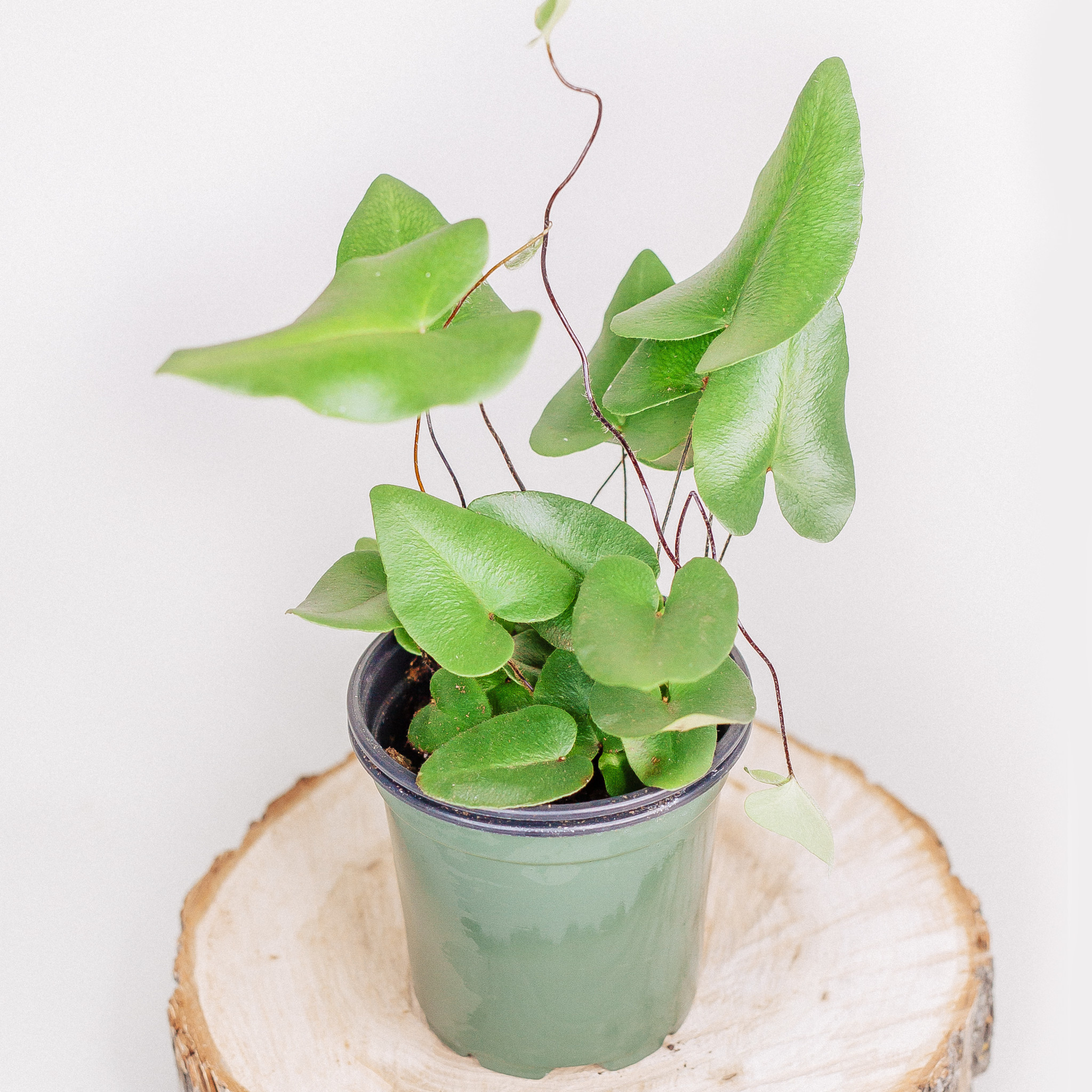 Heart Fern 4"