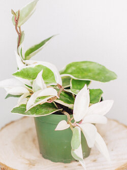 Hoya Krimson Queen 4"