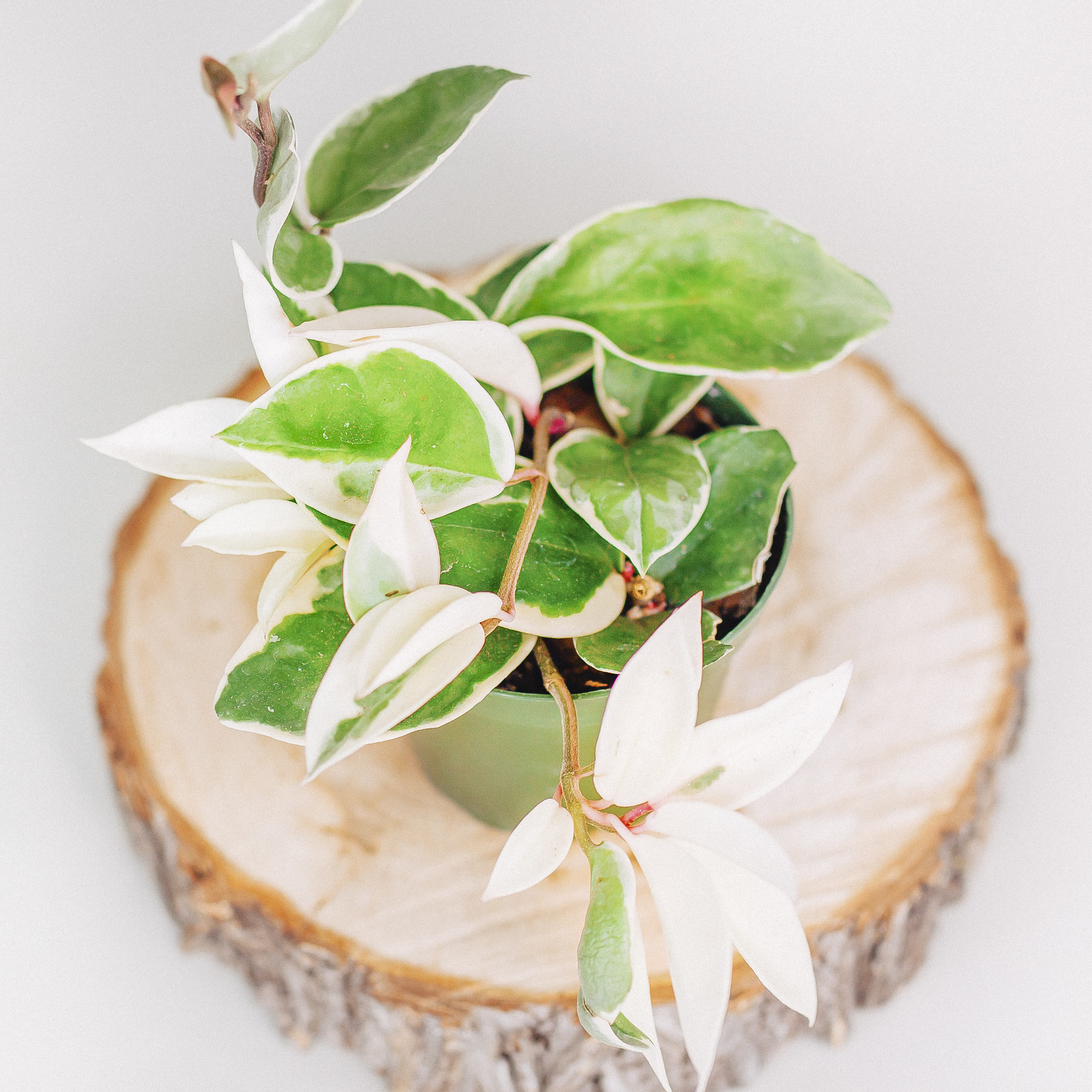 Hoya Krimson Queen 4"