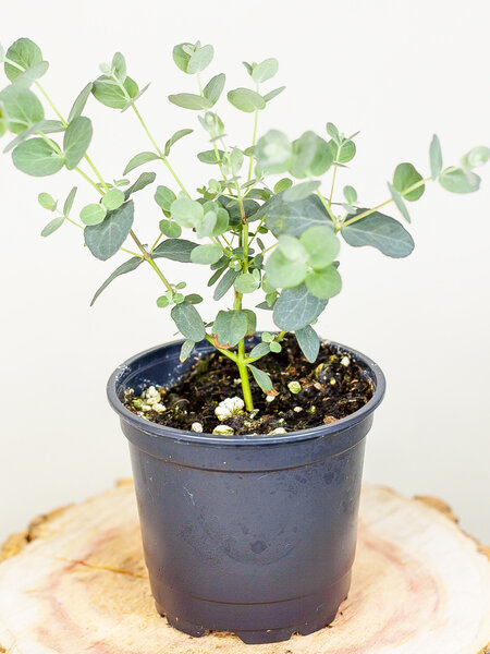 Eucalyptus 4.5"