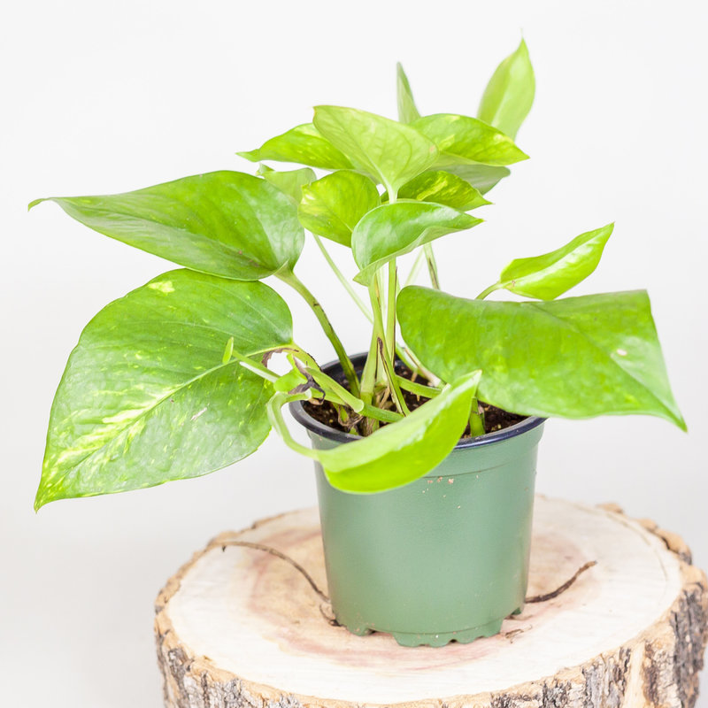 Pothos Golden