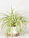 Spider Plant Hanging Basket