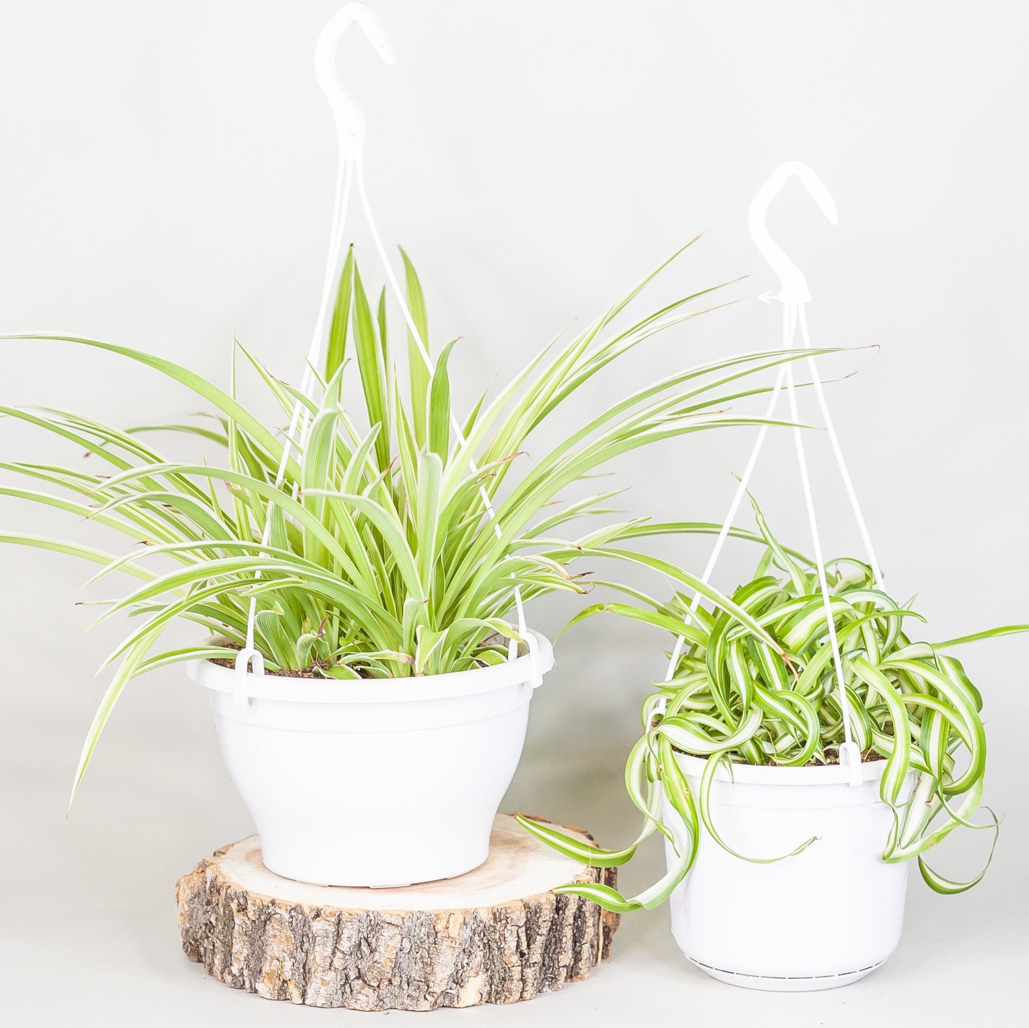 Spider Plant Hanging Basket