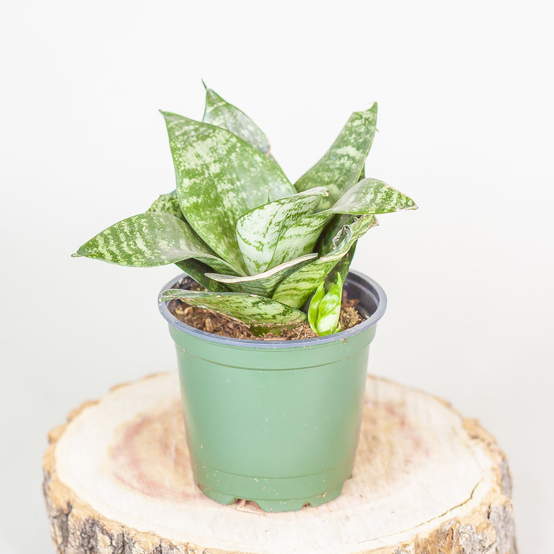 Snake Plant