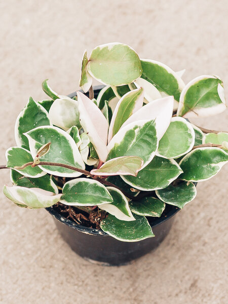 Hoya Krimson Queen 6"