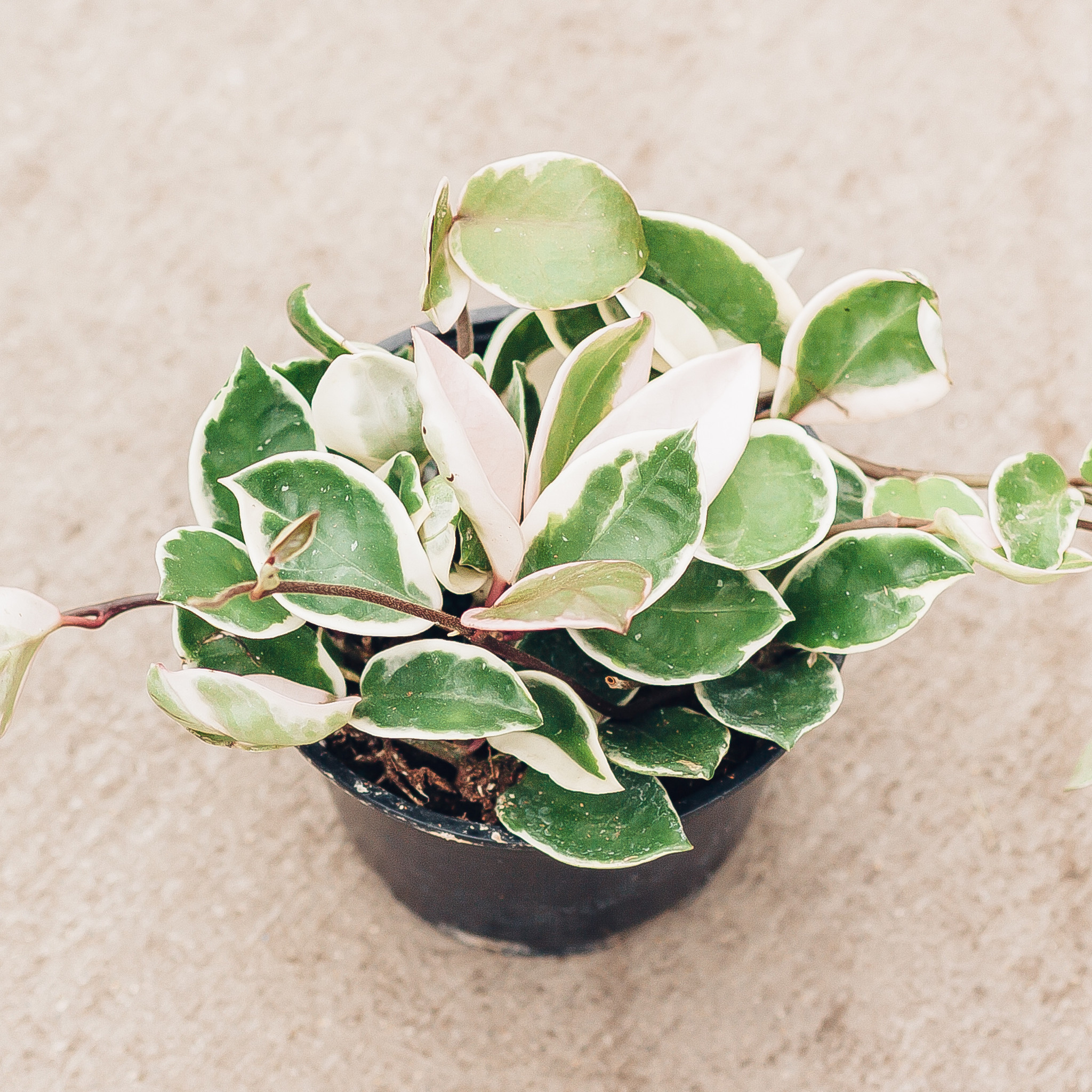 Hoya Krimson Queen 6"