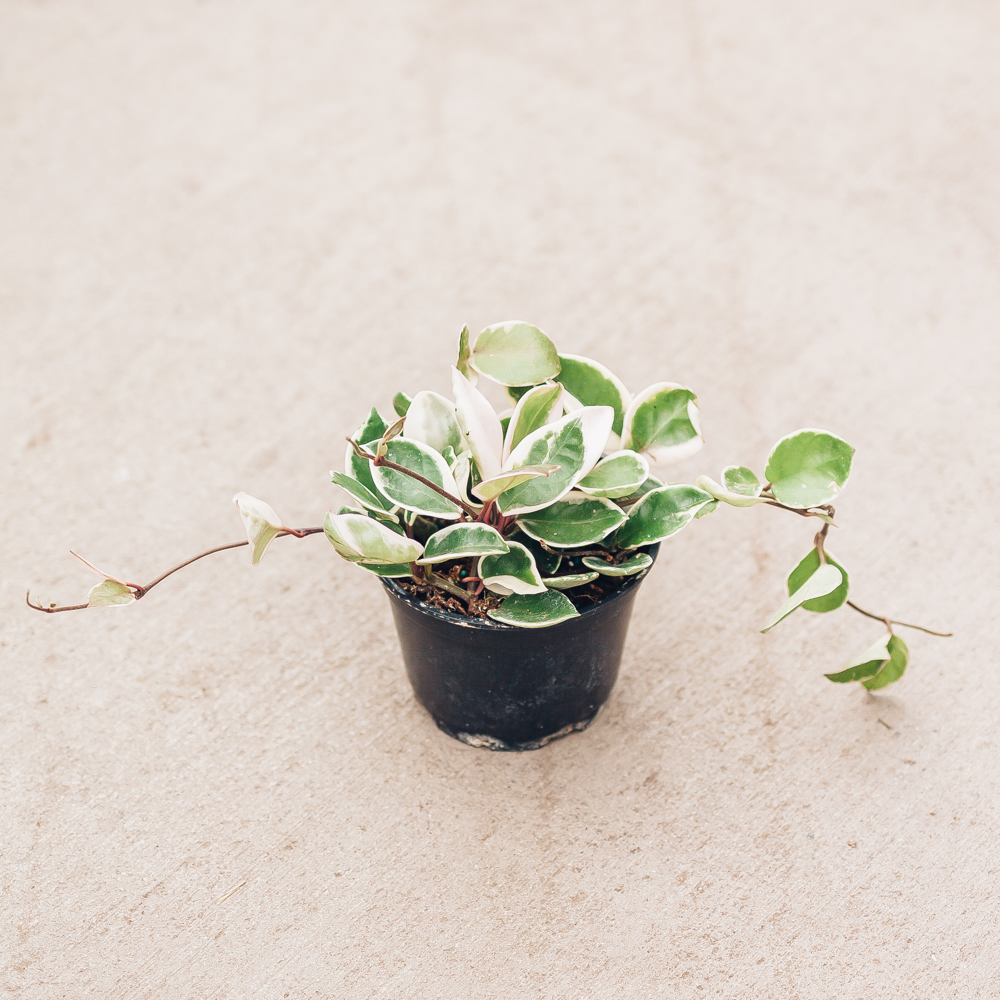 Hoya Krimson Queen 6"