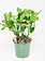 Zygocactus