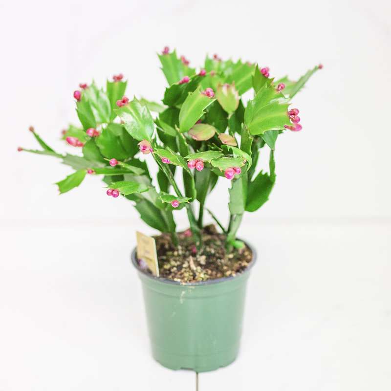 Zygocactus