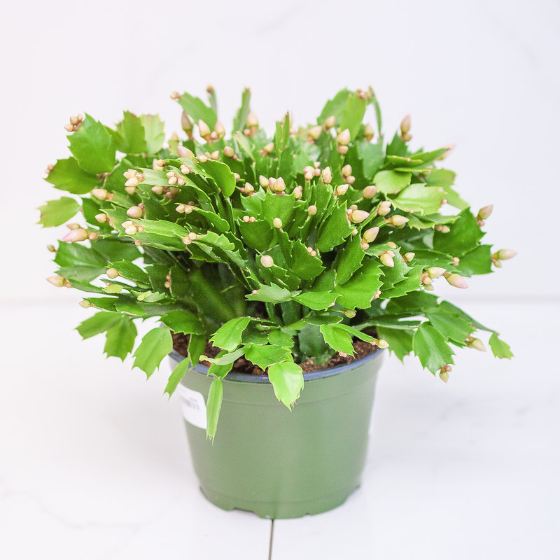 Zygocactus