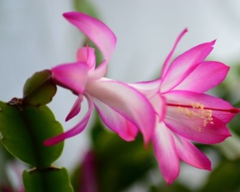 Zygocactus