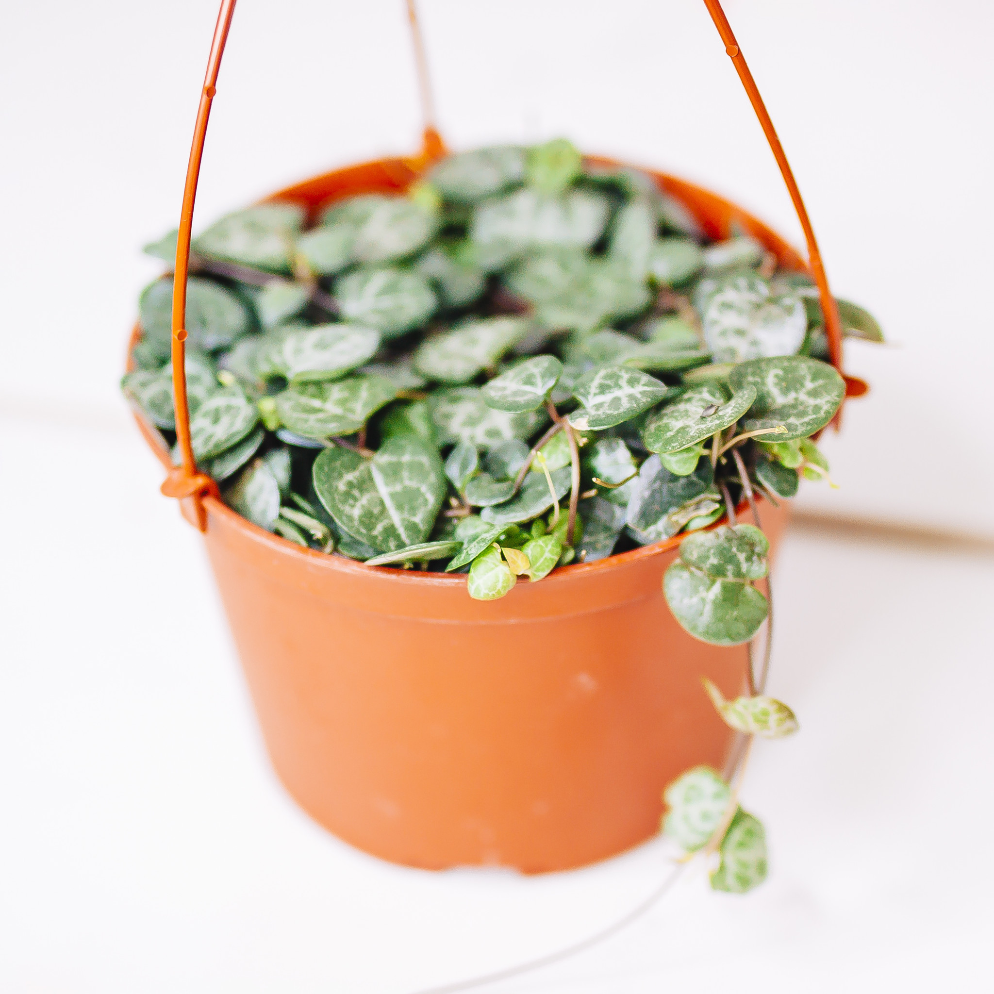 String of Hearts Hanging Basket 6"