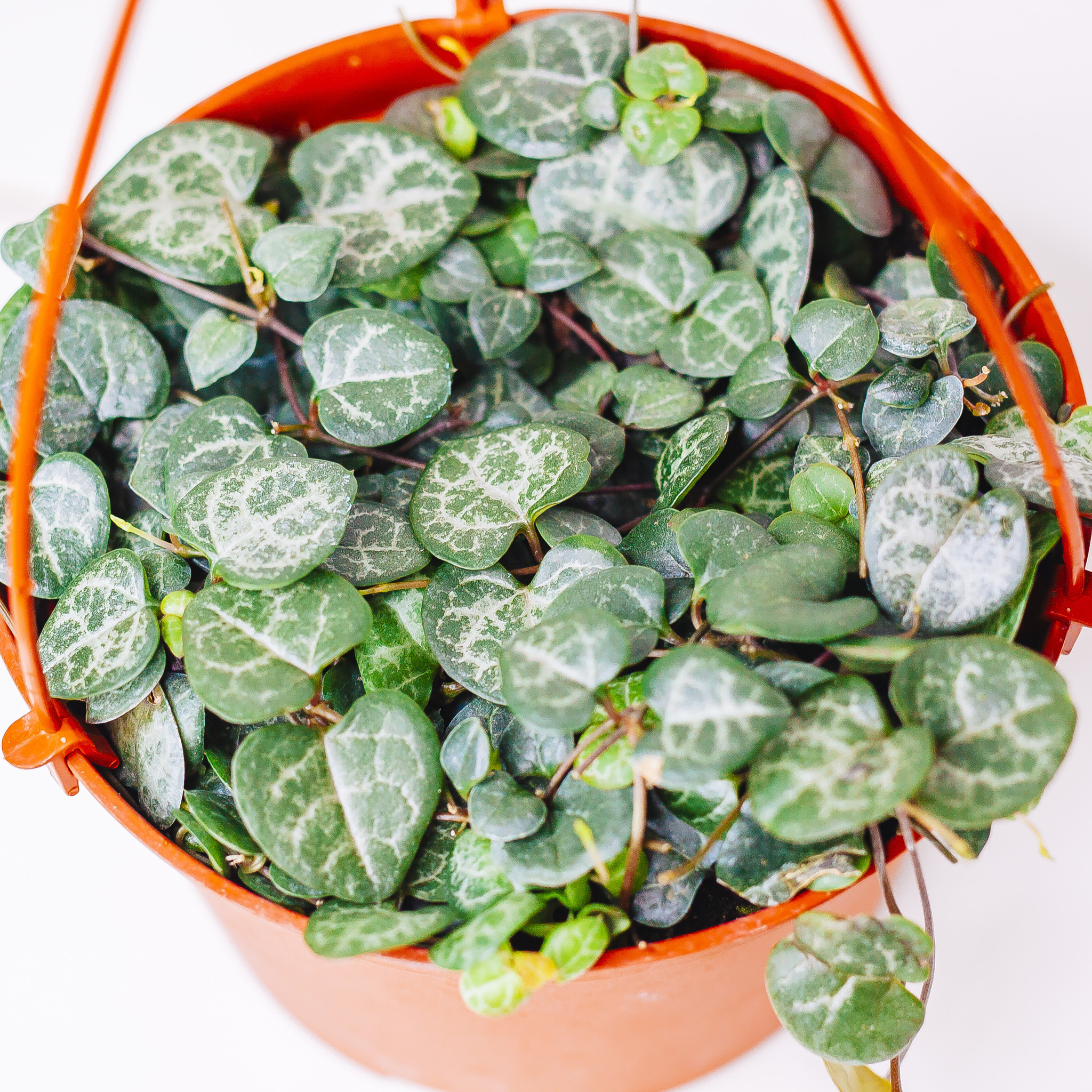 String of Hearts Hanging Basket 6"