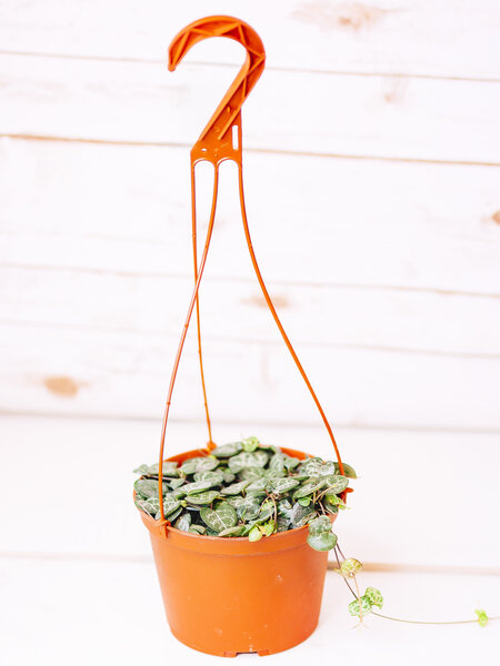 String of Hearts Hanging Basket 6"