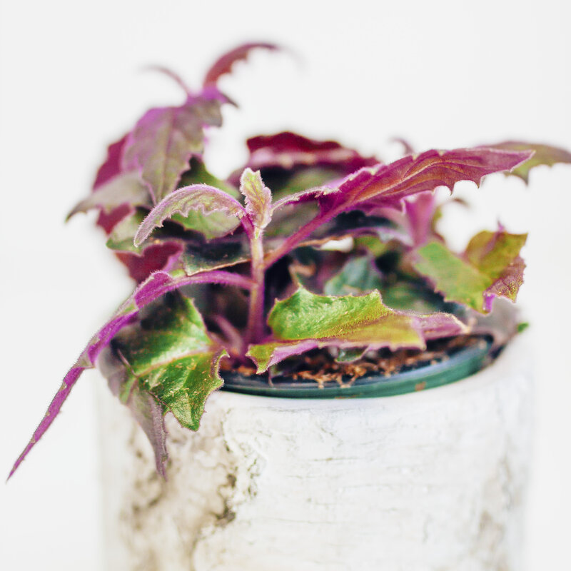 Purple Passion 4"