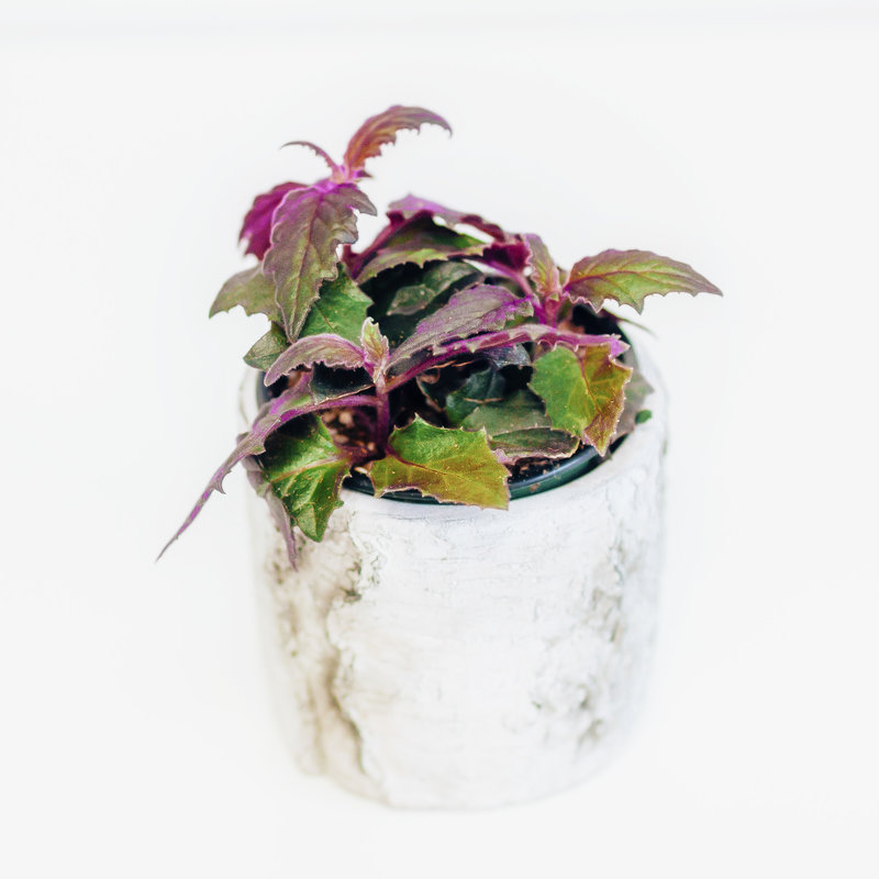 Purple Passion 4"