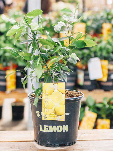 Dutch Growers Lemon Meyer
