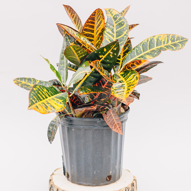 Croton