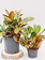 Croton