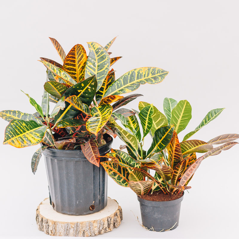 Croton