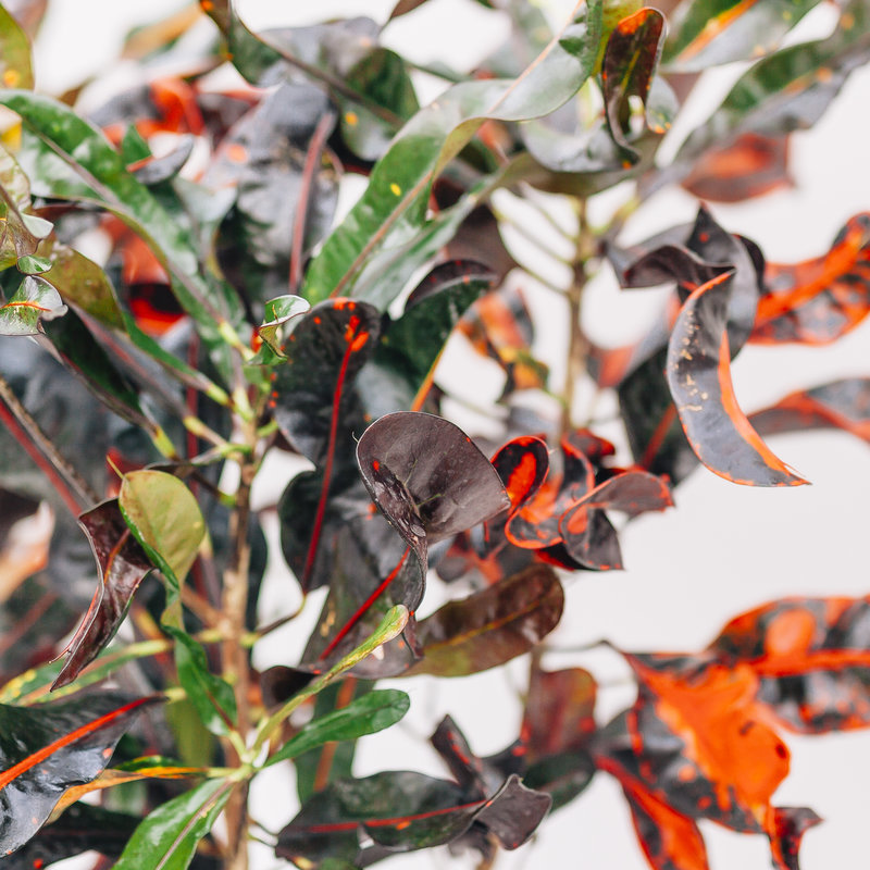 Croton