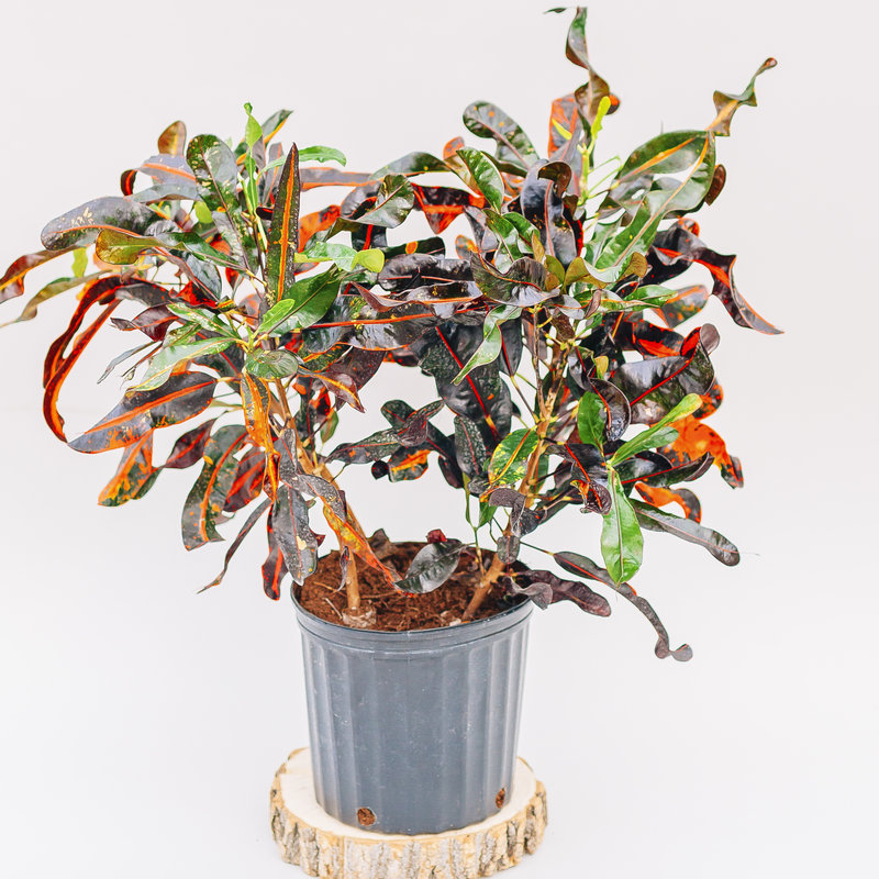 Croton