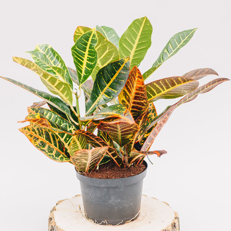Croton