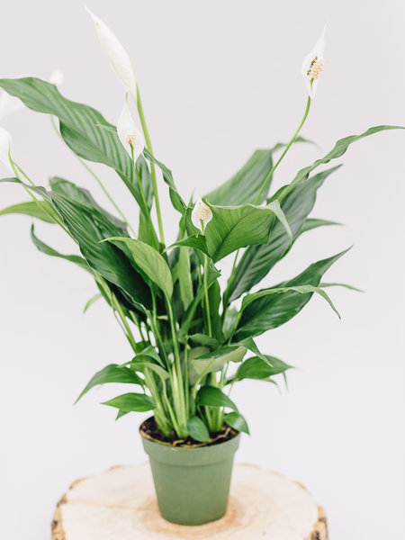 Dutch Growers Peace Lily