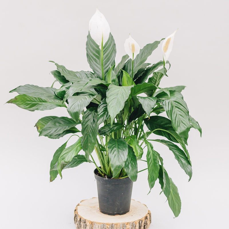 Dutch Growers Peace Lily