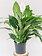 Dutch Growers Peace Lily