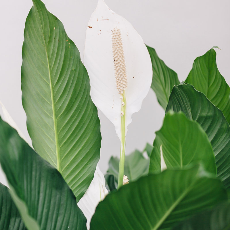 Peace Lily