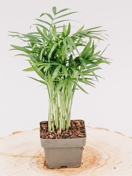 Palm Neanthe Bella