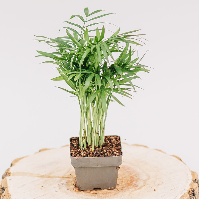 Palm Neanthe Bella