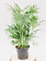 Palm Neanthe Bella