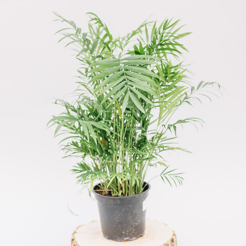 Palm Neanthe Bella