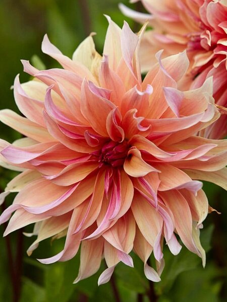 Dahlia Labyrinth Bulbs