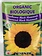 McKenzie Sunflower Black Mammoth Organic Seeds