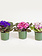 African Violet 4"