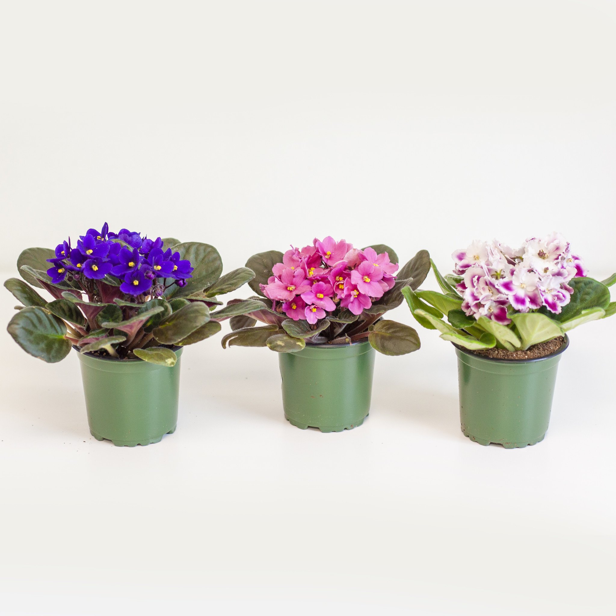 Dutch Growers African Violet 4"