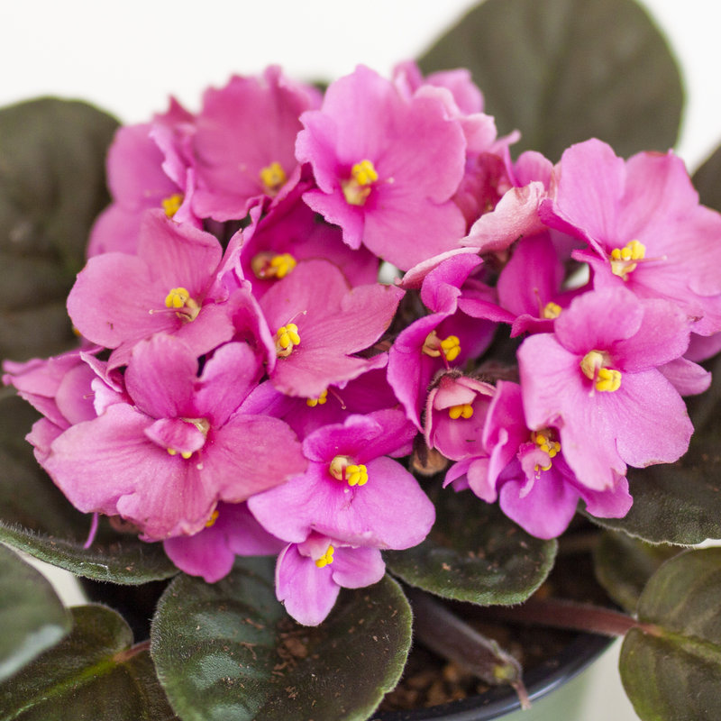 Dutch Growers African Violet 4"