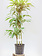 Dracaena Warneckii Cane 10"