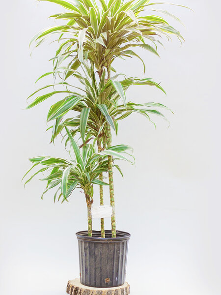 Dracaena Warneckii Cane 10"