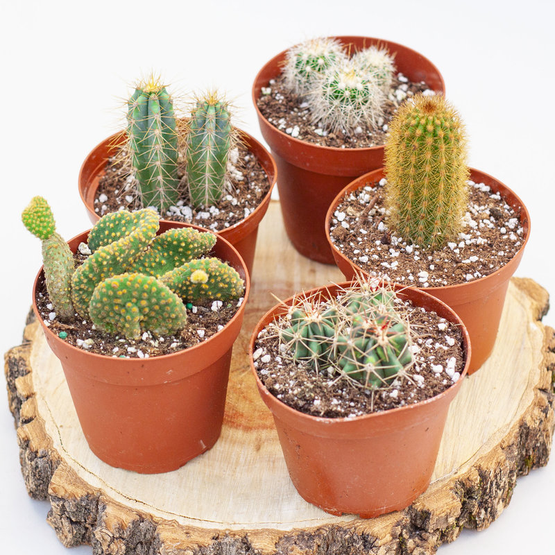Premium Cactus