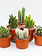 Dutch Growers Cactus Assorted