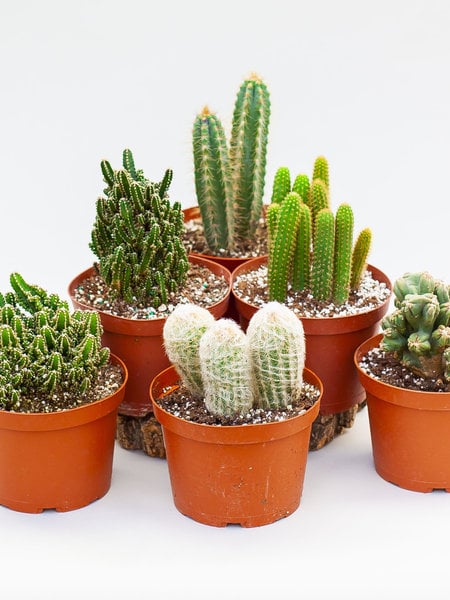 Succulents & Cactus, Plants & Pots