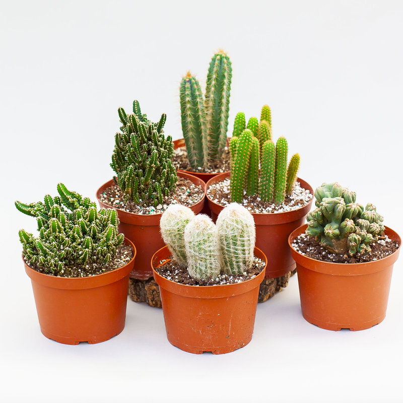 Cactus Assorted